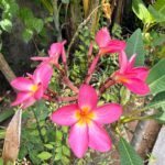 villa lotus jimbaran jardin 6 scaled