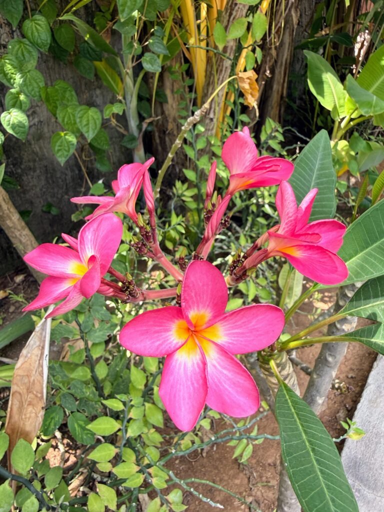villa lotus jimbaran jardin 6 scaled